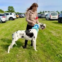 Magnifiques chiots dogue allemand #2