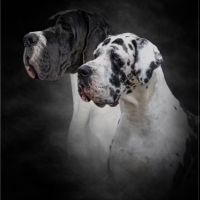 Magnifiques chiots dogue allemand #3