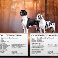 Magnifiques chiots dogue allemand #4