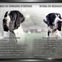 Magnifiques chiots dogue allemand #5