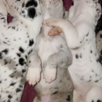 Magnifiques chiots dogue allemand #6