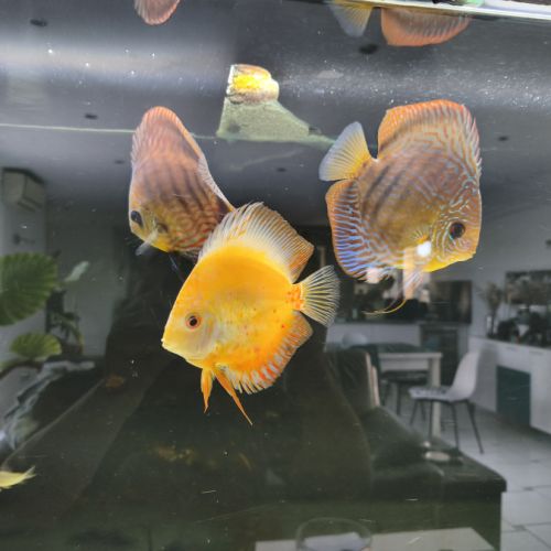3 discus 14-16cm