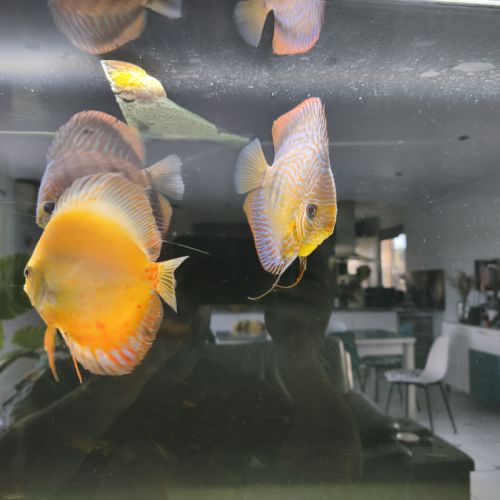 3 discus 14-16cm #2