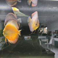 3 discus 14-16cm #2