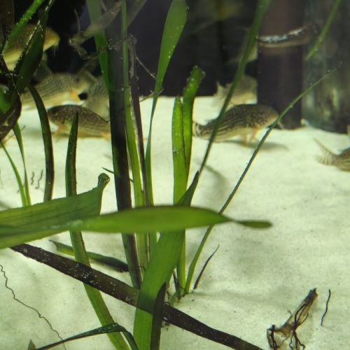 Corydoras sterba #0