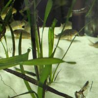 Corydoras sterba