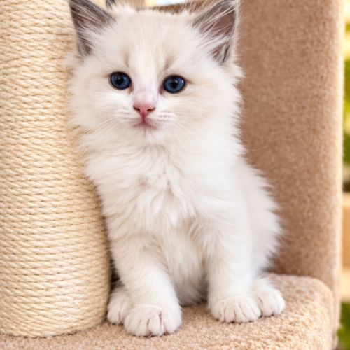 Chatons femelles ragdoll loof #3