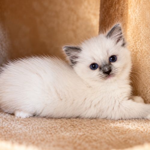 Chatons femelles ragdoll loof #5