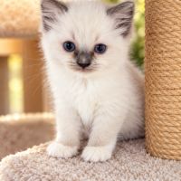 Chatons femelles ragdoll loof #1