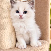 Chatons femelles ragdoll loof #3