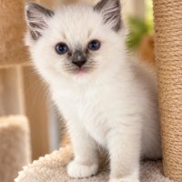 Chatons femelles ragdoll loof