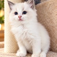 Chatons femelles ragdoll loof #6