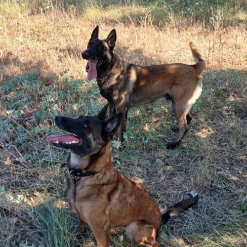 Chiots berger belge malinois #1