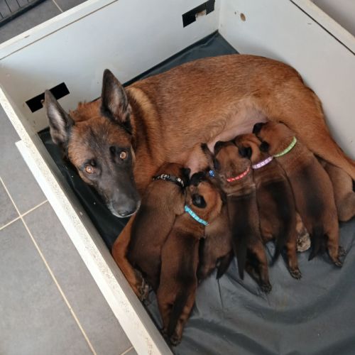 Chiots berger belge malinois #2