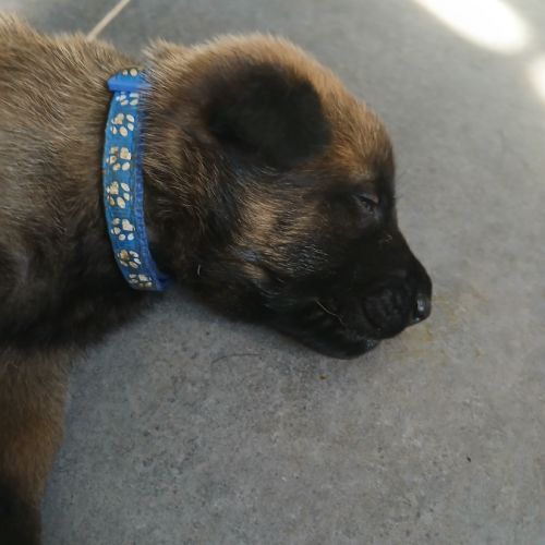 Chiots berger belge malinois #4