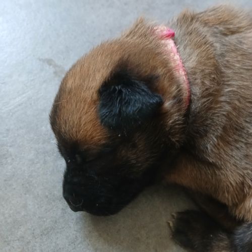 Chiots berger belge malinois #5