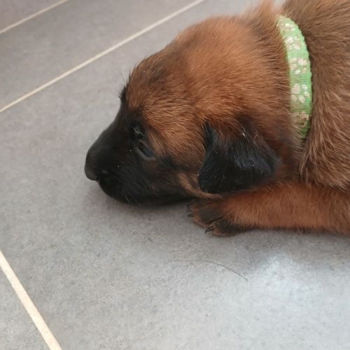 Chiots berger belge malinois #7