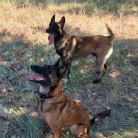 Chiots berger belge malinois #1
