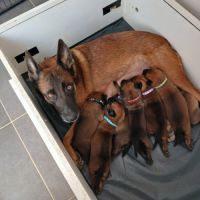 Chiots berger belge malinois #2