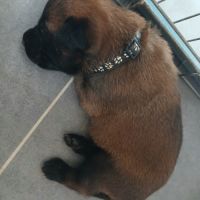 Chiots berger belge malinois #3