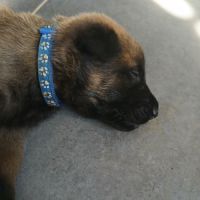 Chiots berger belge malinois #4