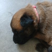 Chiots berger belge malinois #5