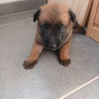 Chiots berger belge malinois #0
