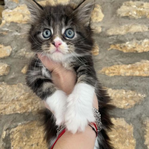 Femelles maine coon loof #1
