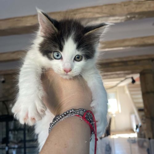 Femelles maine coon loof #0