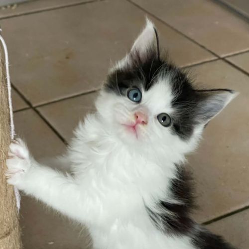 Femelles maine coon loof #3