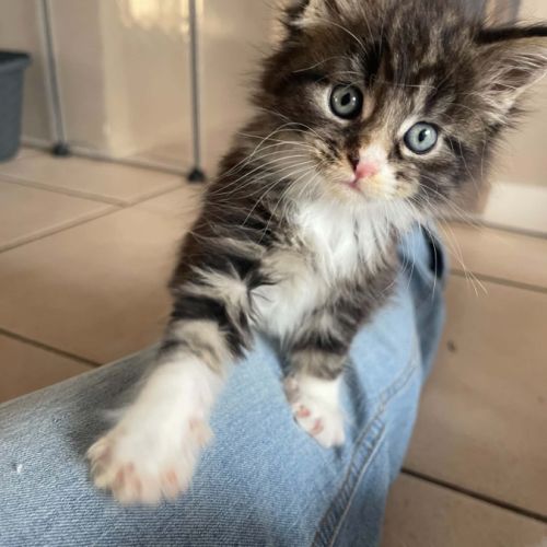 Femelles maine coon loof #4