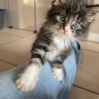 Femelles maine coon loof #4