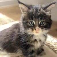 Femelles maine coon loof #5