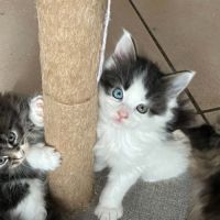 Femelles maine coon loof #6