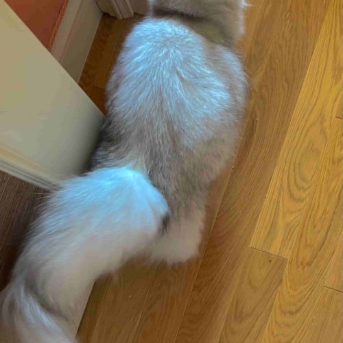 Chatte adulte persan loof #4