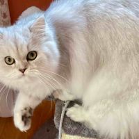 Chatte adulte persan loof #1