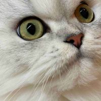 Chatte adulte persan loof