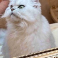 Chatte adulte persan loof #3