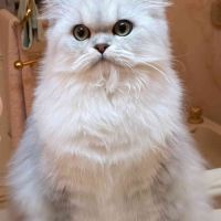 Chatte adulte persan loof #5