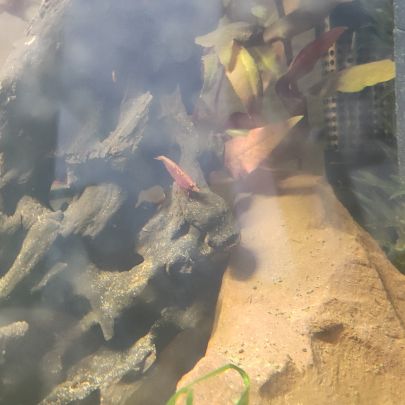 Crevettes neocaridina davidi #2
