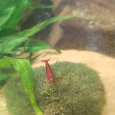 Crevettes neocaridina davidi #3