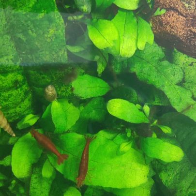 Crevettes neocaridina davidi