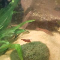 Crevettes neocaridina davidi #1