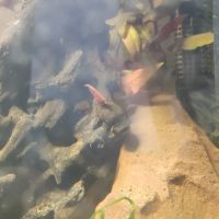 Crevettes neocaridina davidi #2
