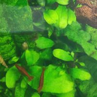 Crevettes neocaridina davidi #0