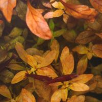 Crevettes neocaridina davidi #5