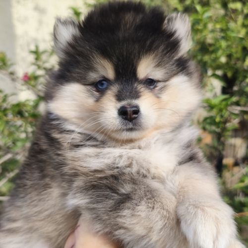 Chiot femelle pomsky à réserver