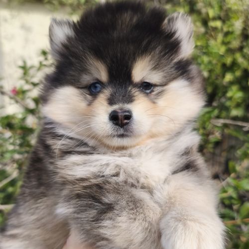 Chiot femelle pomsky à réserver #2