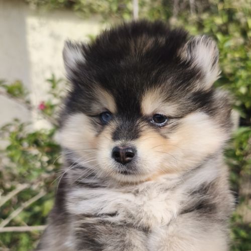 Chiot femelle pomsky à réserver #3