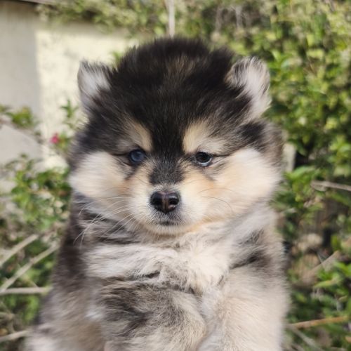 Chiot femelle pomsky à réserver #4